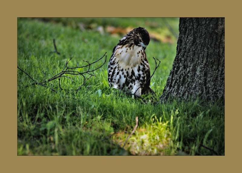Eat or not to eat.. Red Tailed Hawk- 00